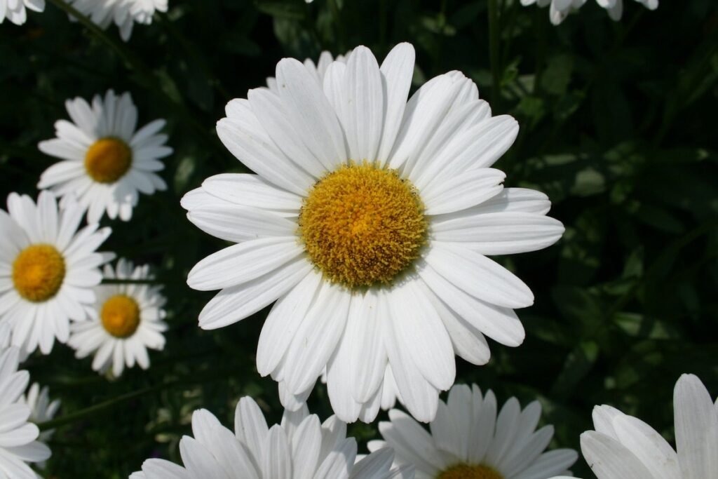 easy wildflowers Shasta Daisy
