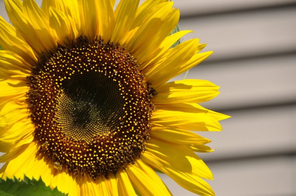 easy wildflowers Sunflower