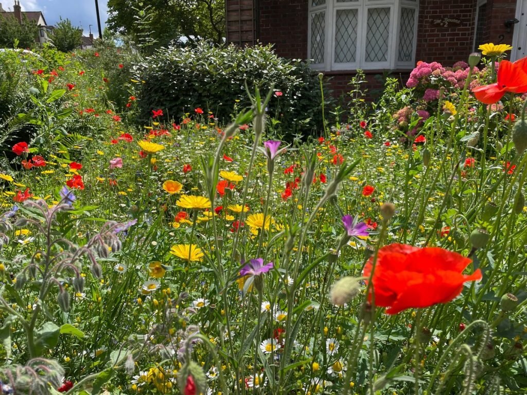 Easy wildflowers to grow