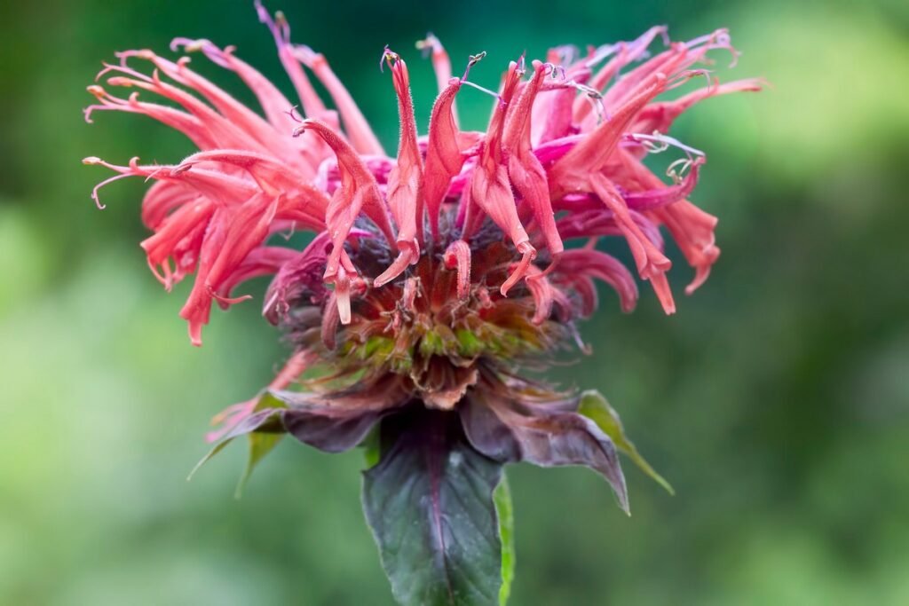 easy wildflowers to grow Bee Balm