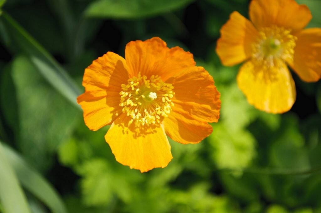 easy wildflowers to grow California Poppy