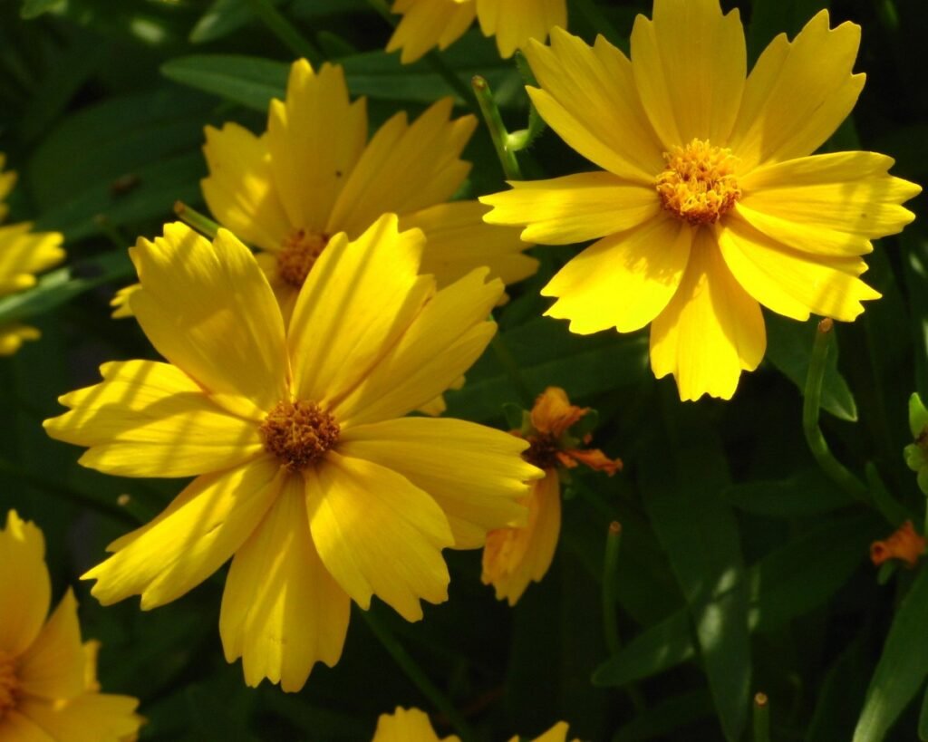 easy wildflowers to grow Coreopsis
