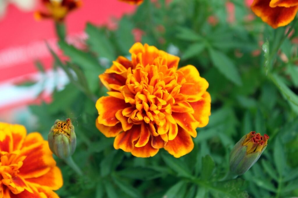 easy wildflowers to grow Marigold