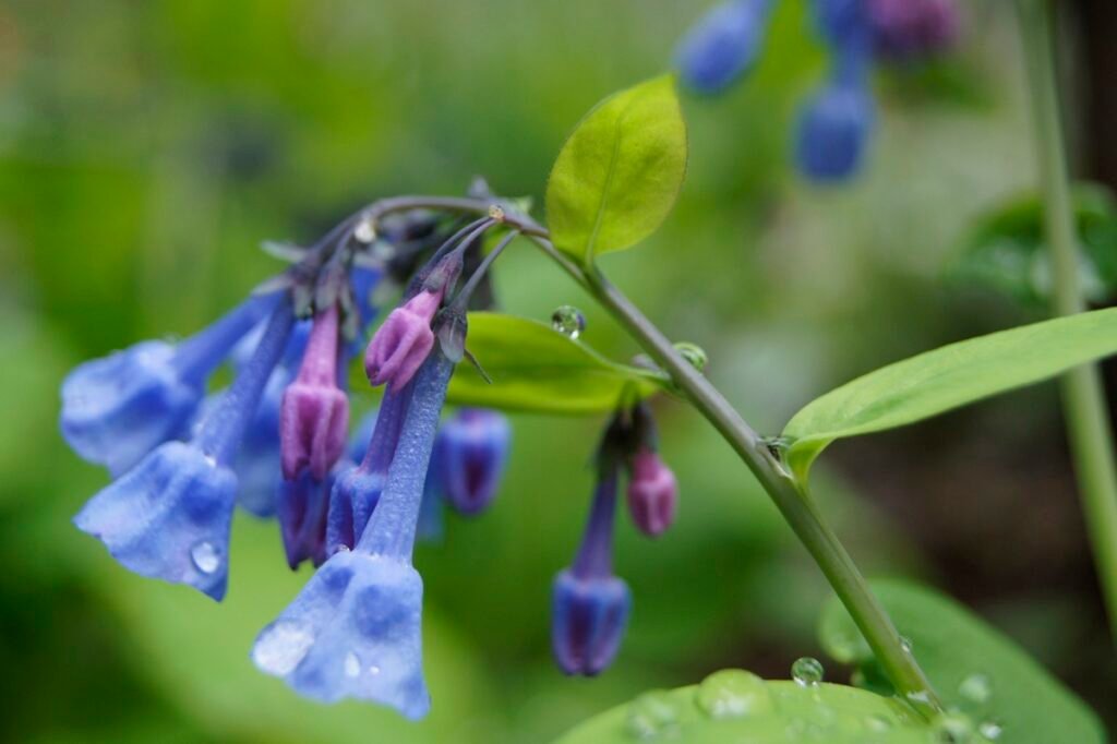 ephemeral flowers Virginia Bluebells