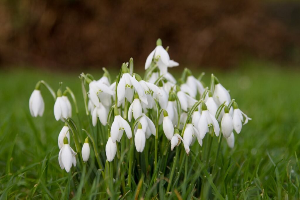 Ephemerals flowers Snowdrops