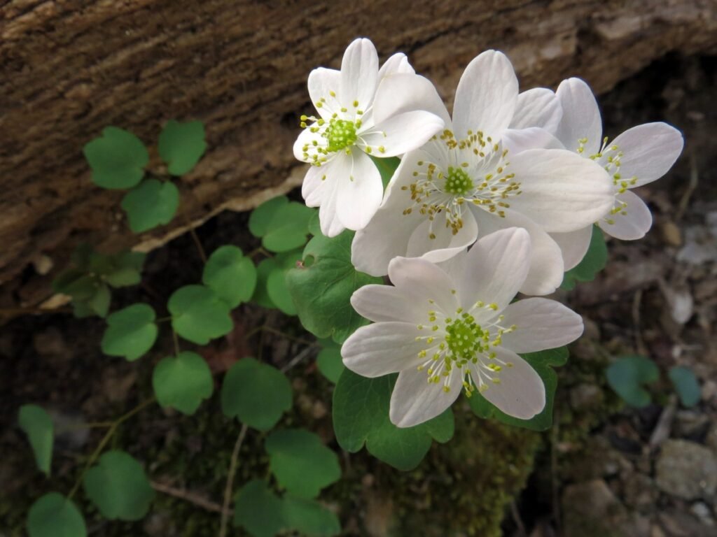 ephemerals Rue-Anemone