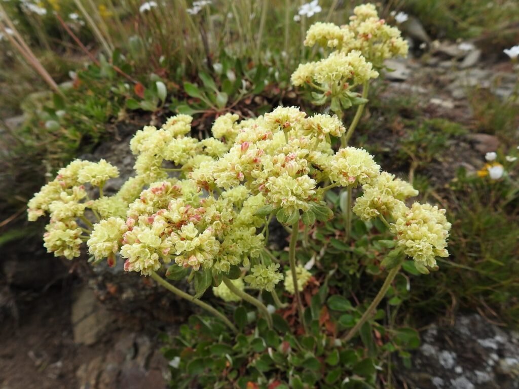 Eriogonum ovalifolium flower