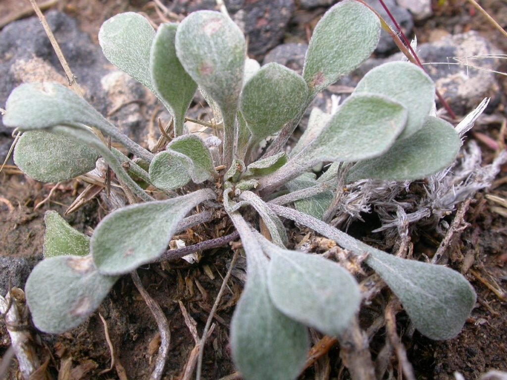 Eriogonum ovalifolium seedlings