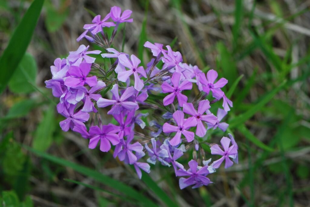 Factors that Affect Wildflowers' Sunlight Needs