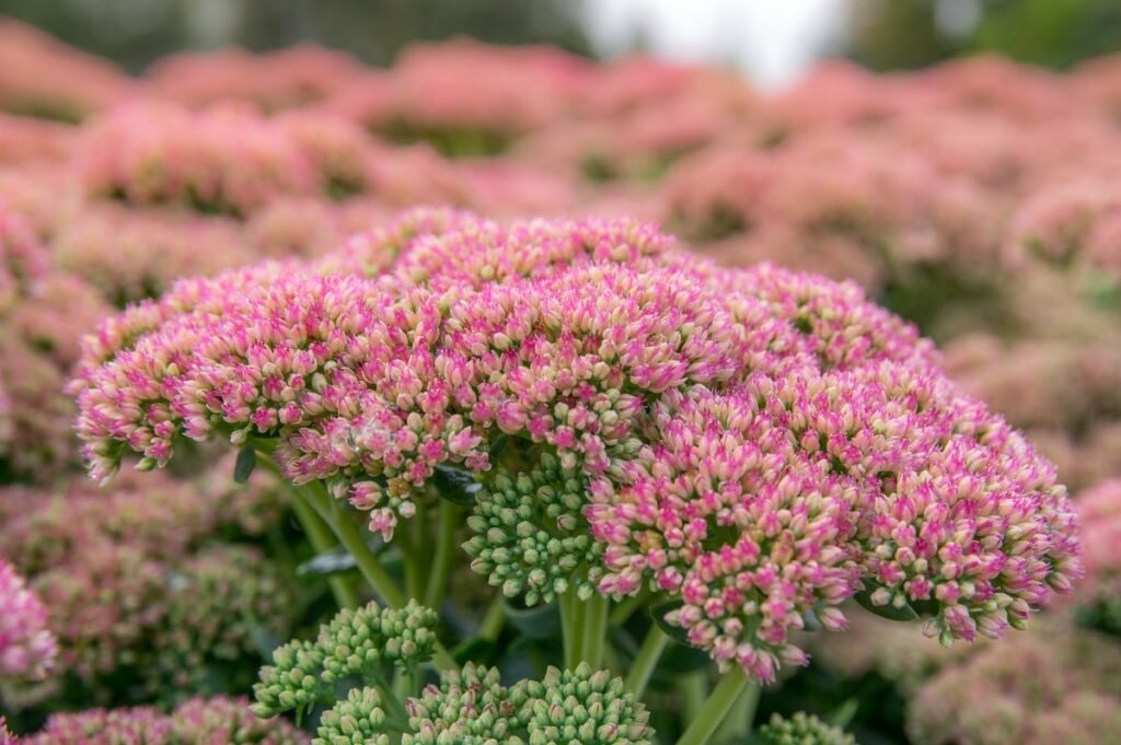 fall blooming native perennials Autumn Joy Sedum