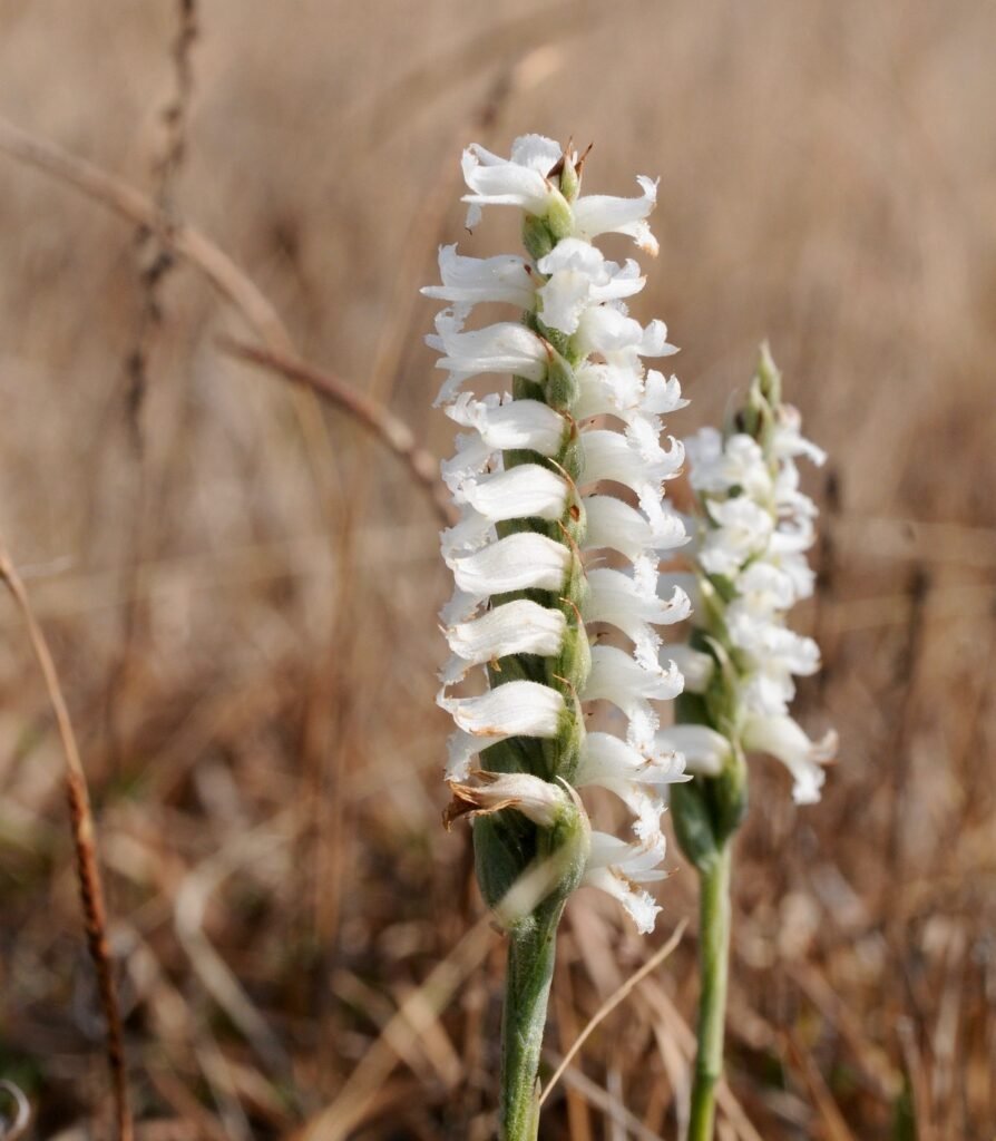 fall blooming native perennials Nodding Ladies' Tresses
