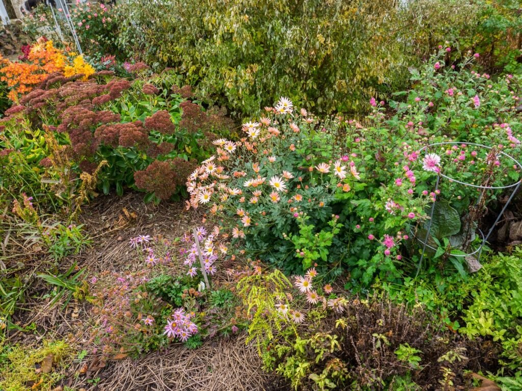 fall blooming wildflowers