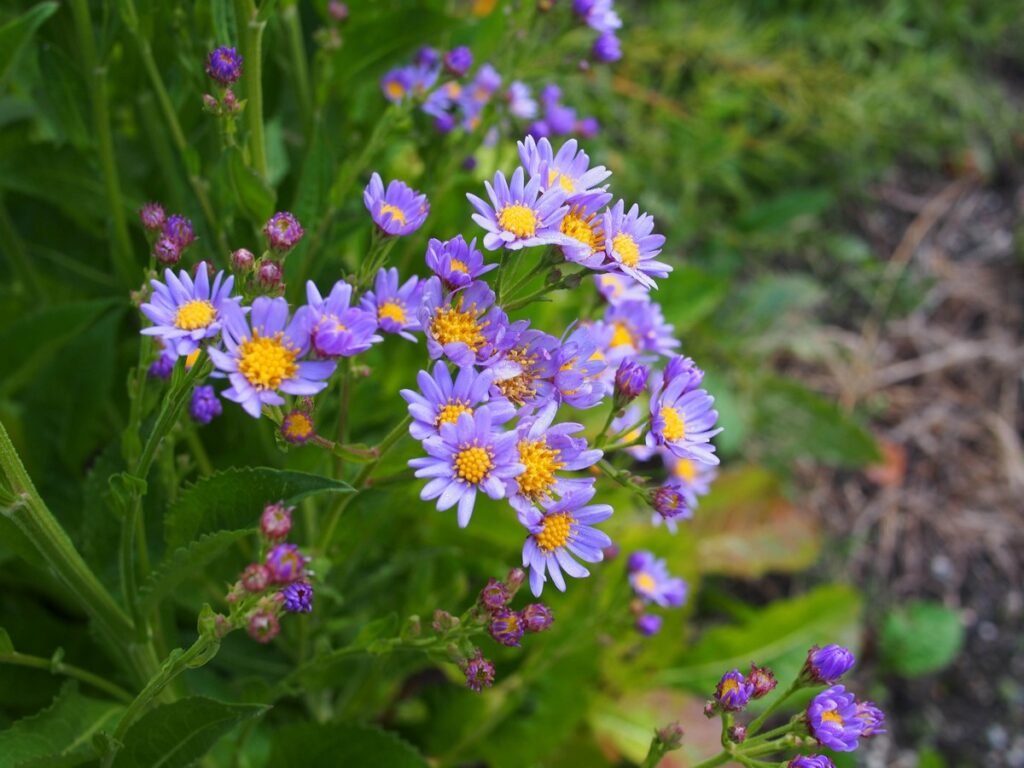 fall blooming wildflowers Aster tataricus 'Jindai'