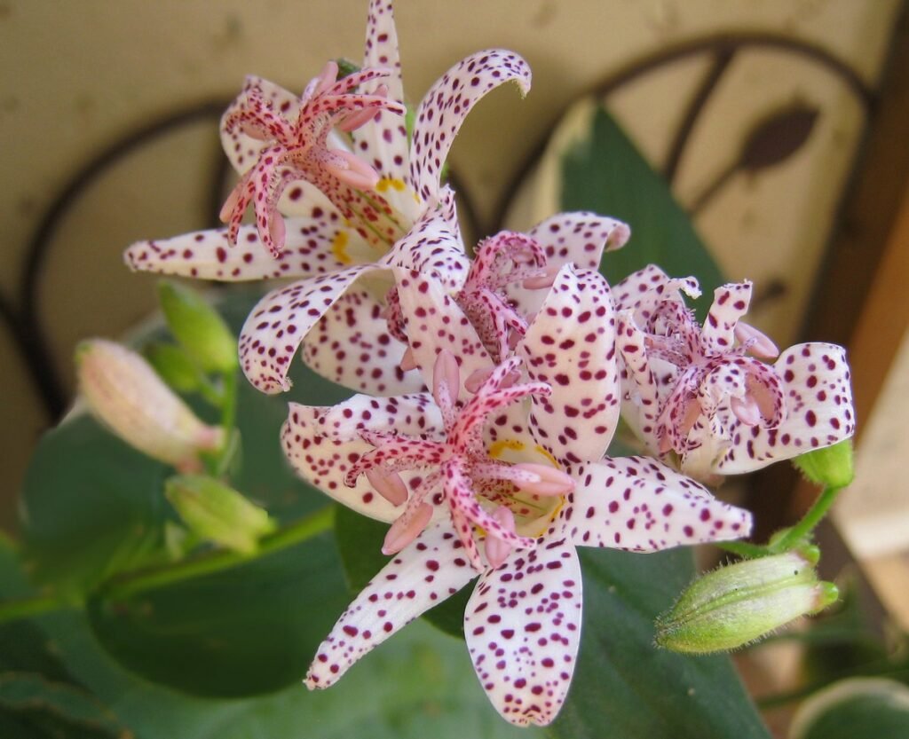 fall blooming wildflowers Toad Lily