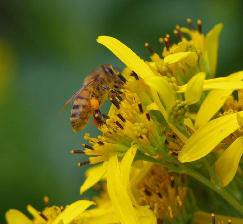 fall wild flowers