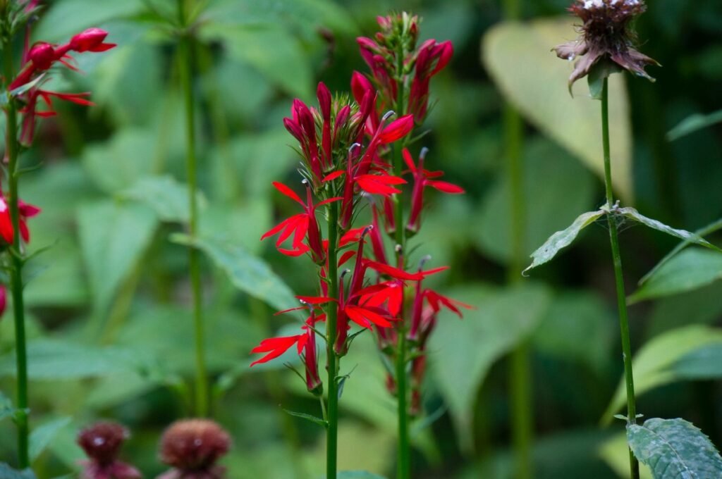 fall wild flowers Cardinal Flower