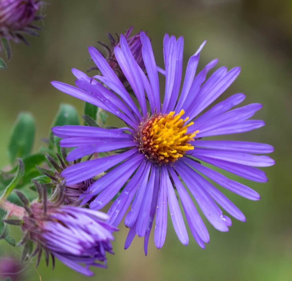 fall wild flowers New England Aster