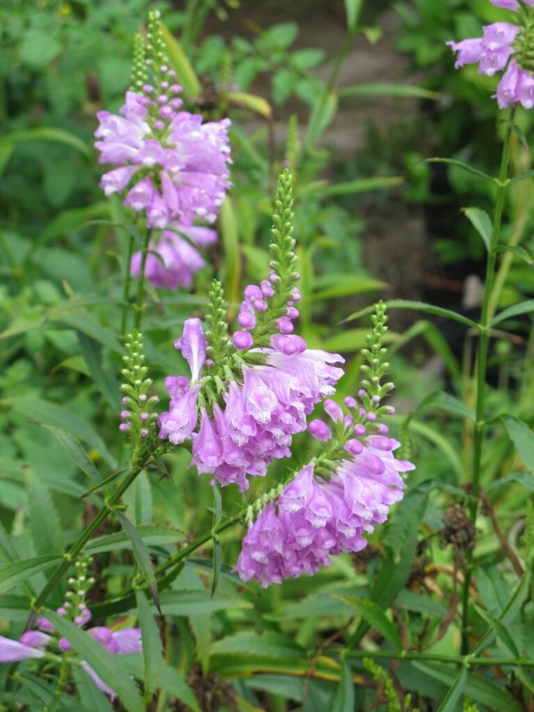 fall wild flowers Obedient Plant