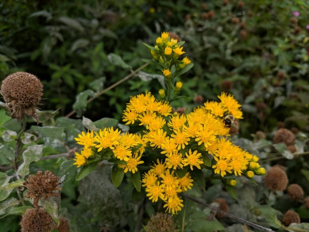 fall wild flowers Showy Goldenrod