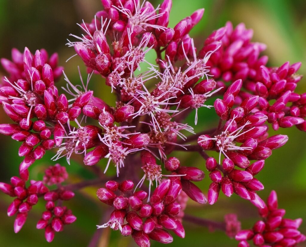fall wildflowers Joe-Pye Weed