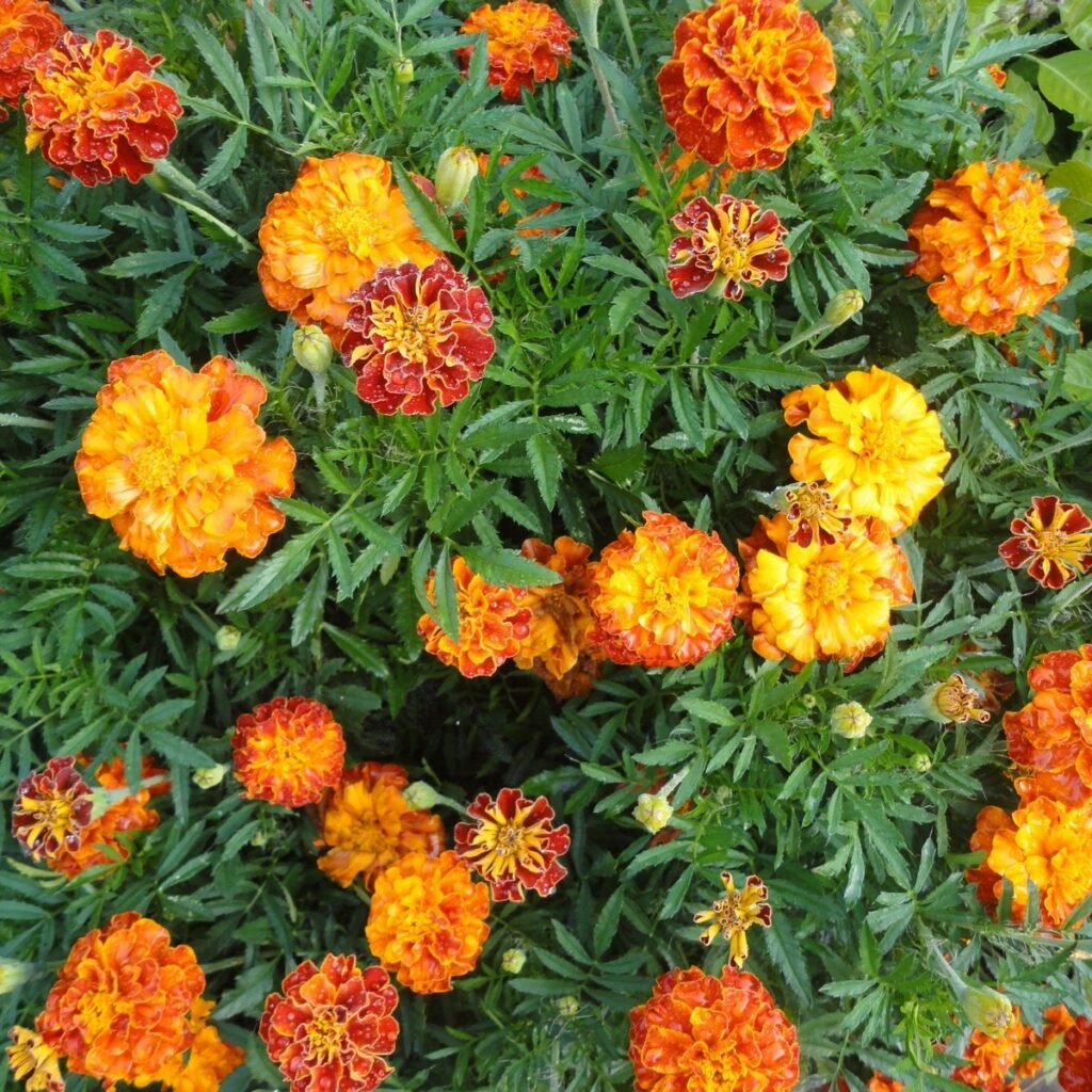 French Marigold 'Sparky'