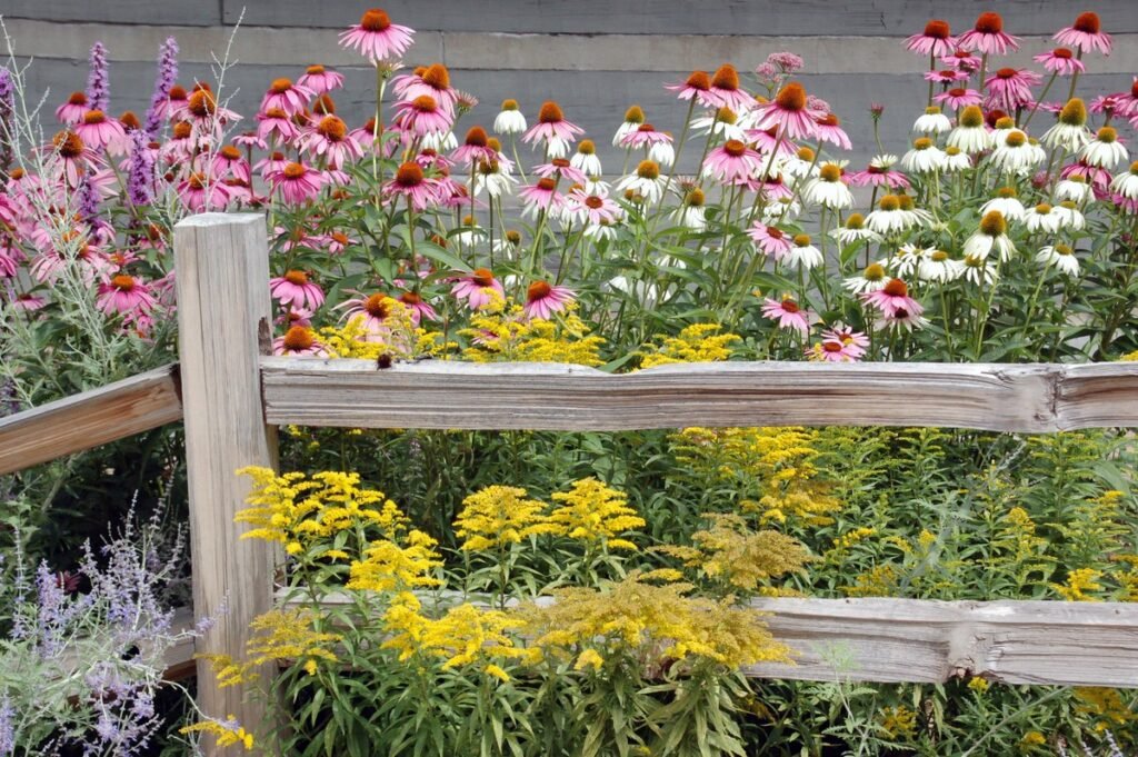 front yard wildflower garden