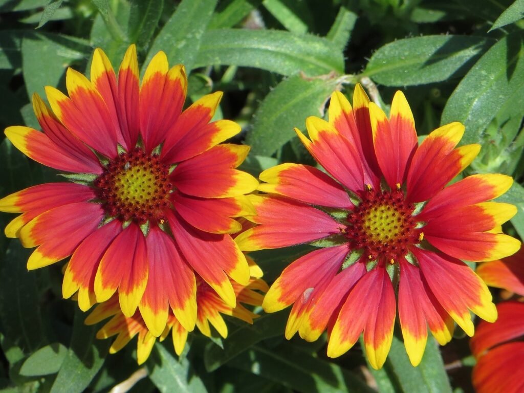 Gaillardia meaning