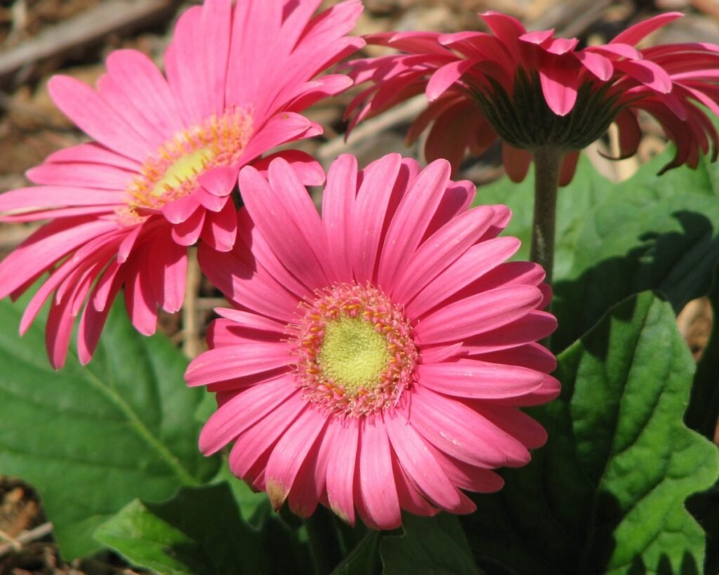 Gerbera Daisy flower