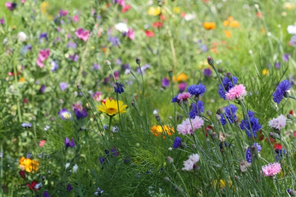 Maintaining your meadow during the growing season