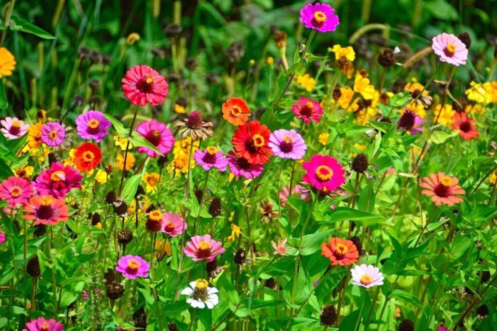 When to expect your planted wildflowers to bloom