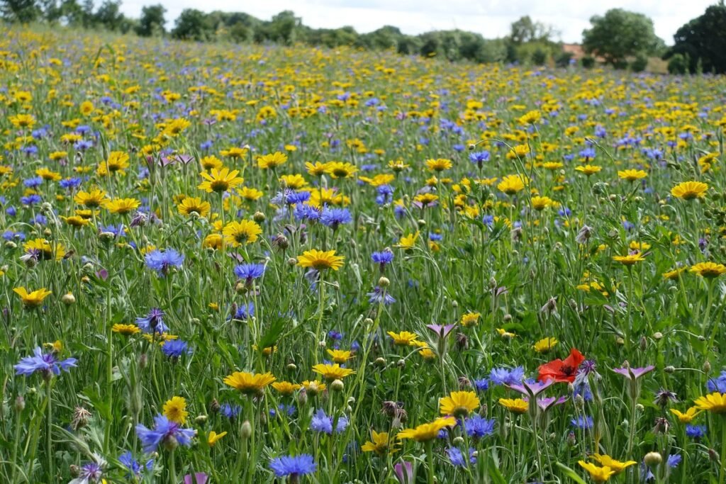 How much sun do wildflowers need
