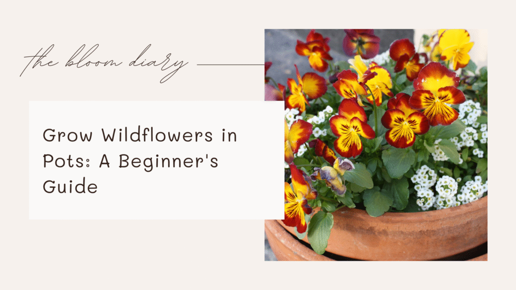 How to grow wildflowers in pots