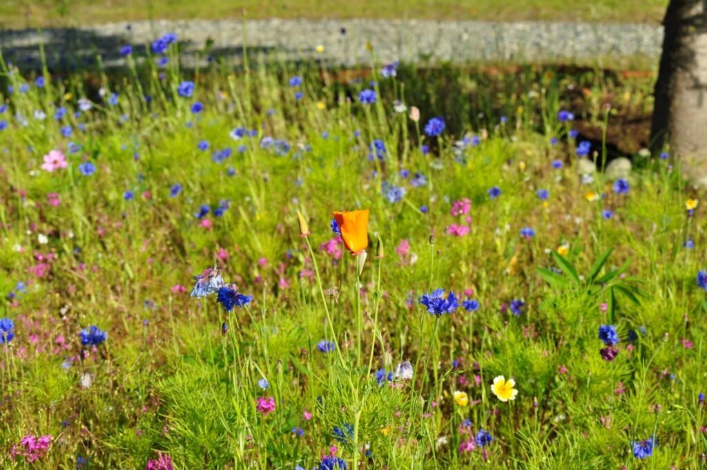 how to grow wildflowers in your yard