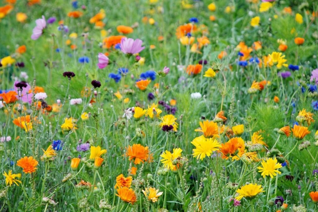 Adding more wildflowers to an existing meadow