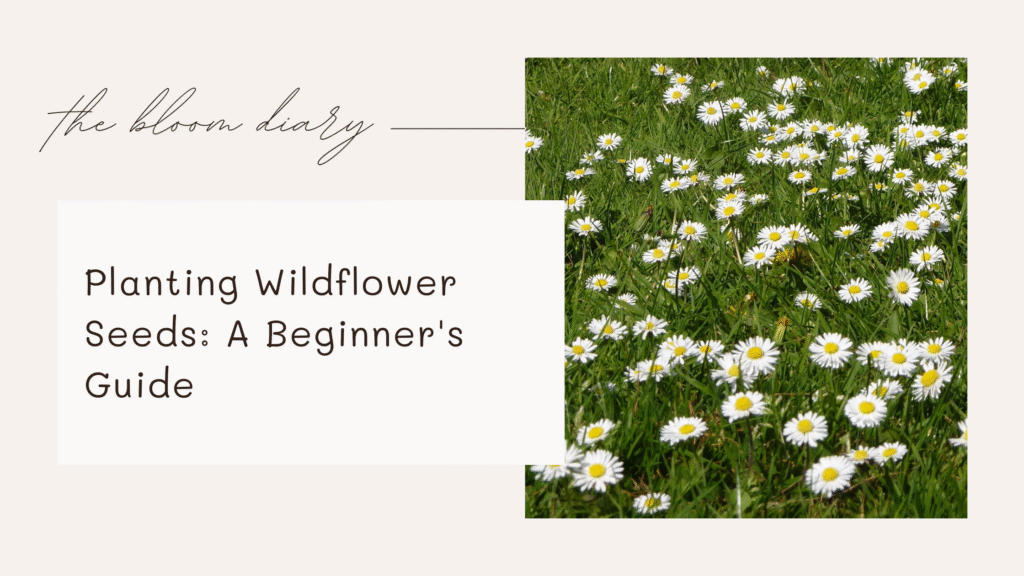How to plant wildflower seeds