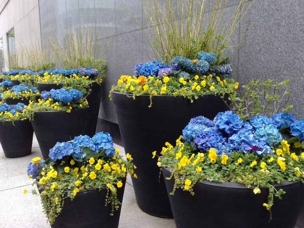 how to plant wildflower seeds in a pot