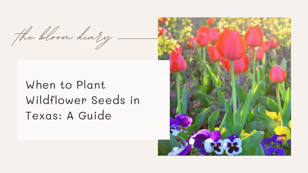 How to plant wildflower seeds in texas