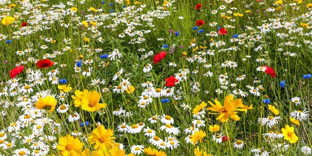 How to plant wildflower seeds without tilling