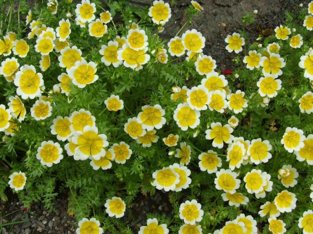 How to tell weeds from wildflowers