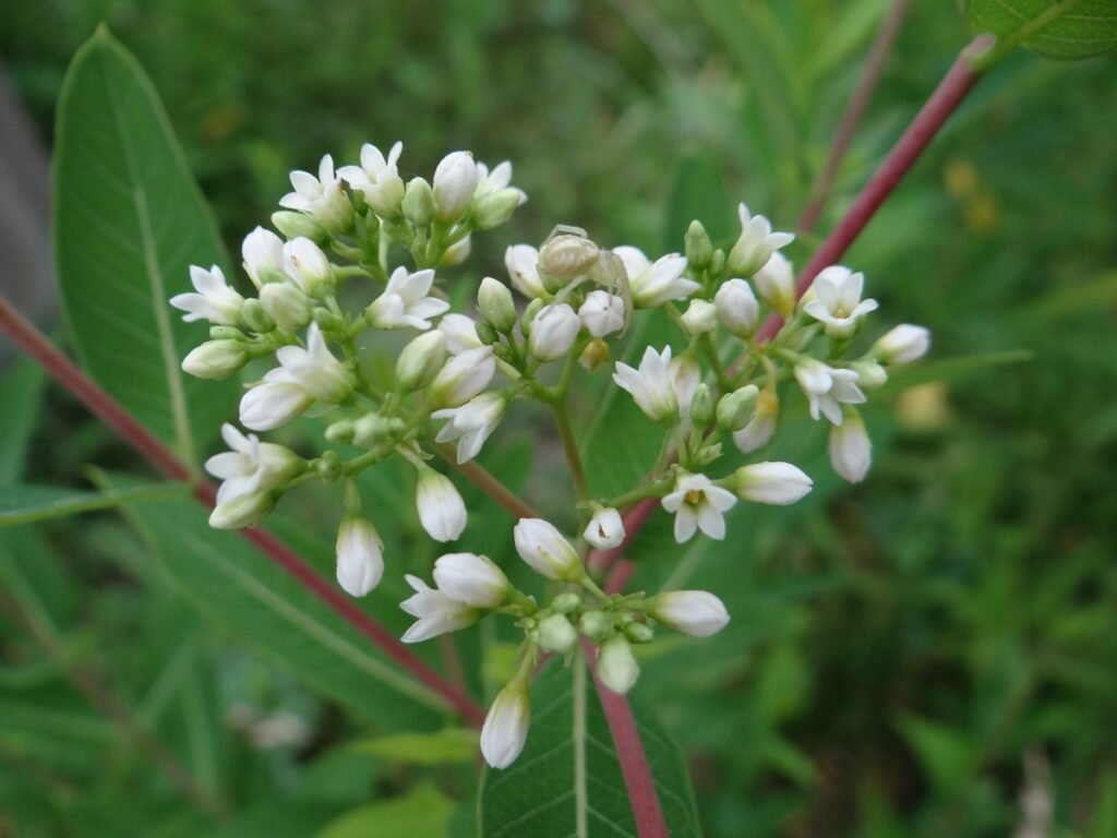 Indian Hemp (Apocynum cannabinum)