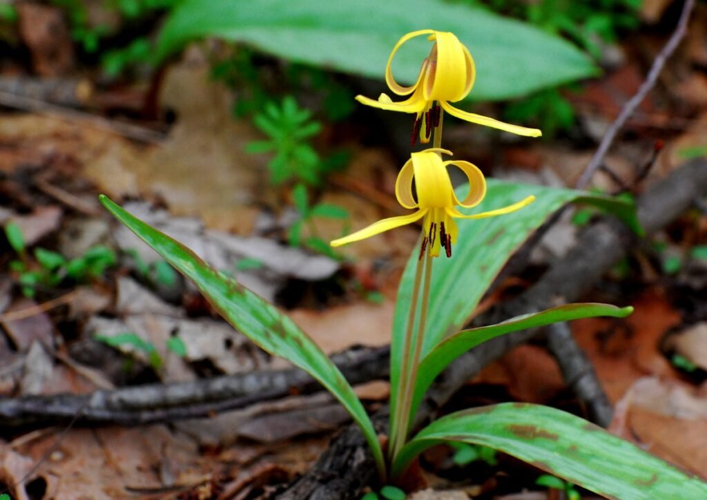 Kinds of wildflowers Dogtooth Violet
