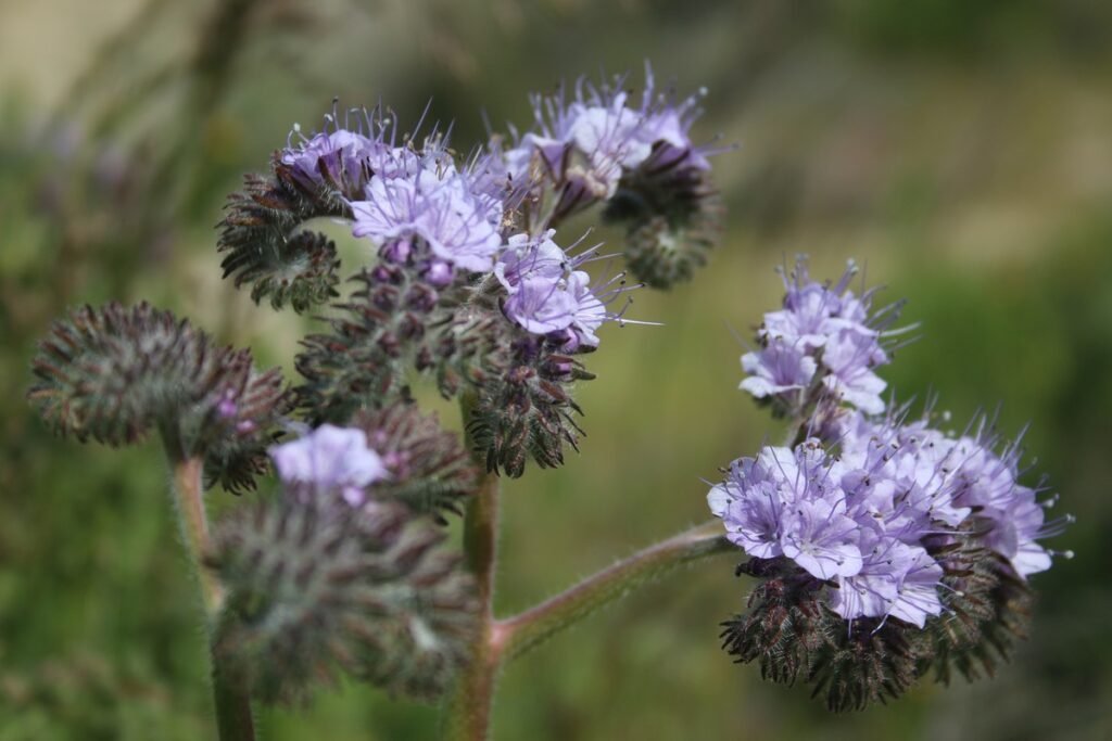 Lacy Phacelia
