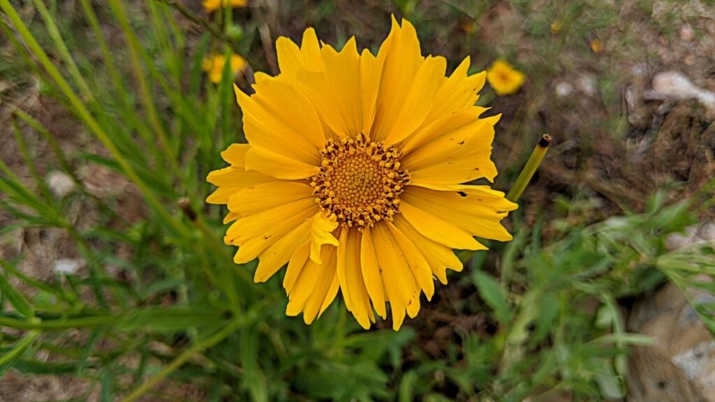 Lance-Leaf Coreopsis