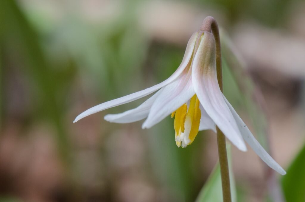White Trout Lily (Erythronium albidum)