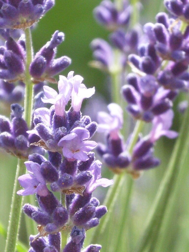 Lavender meaning