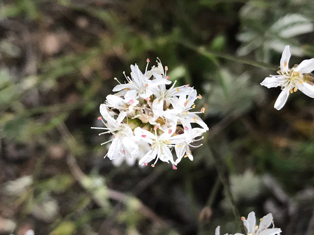 Ball Head Sandwort