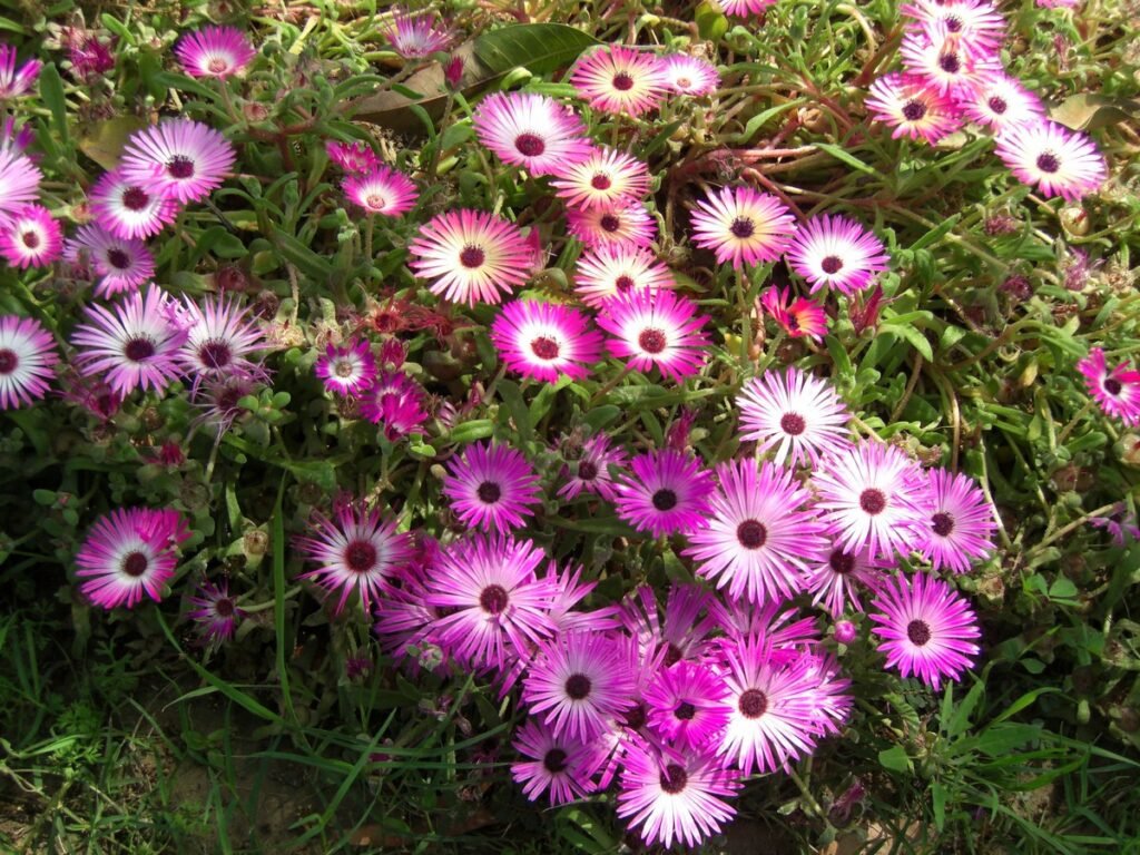 Livingstone daisy flower