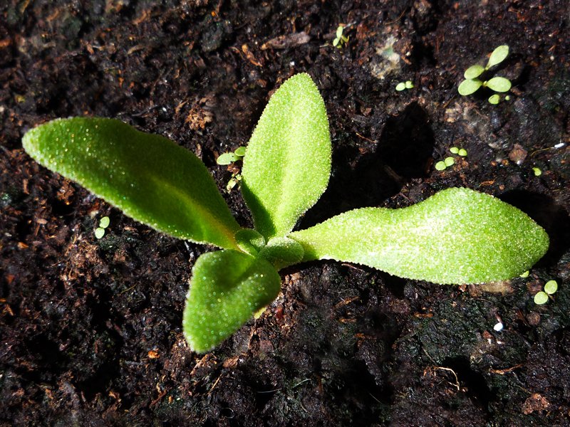 Livingstone daisy seedlings