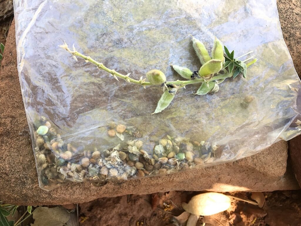 Lupine Seeds