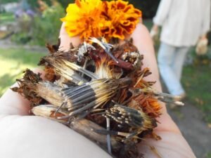 Marigold seeds
